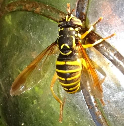 Spilomyia saltuum